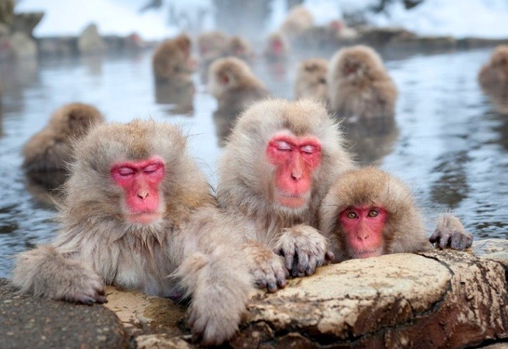 Парк снежных обезьян – Джигокудани 