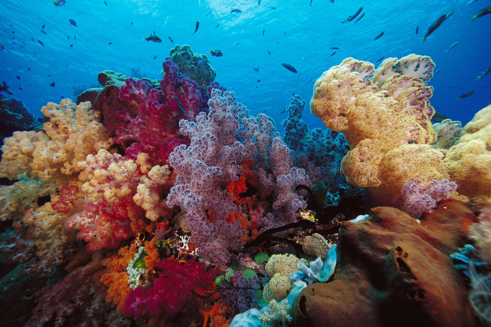 Необычные Коралловые рифы
