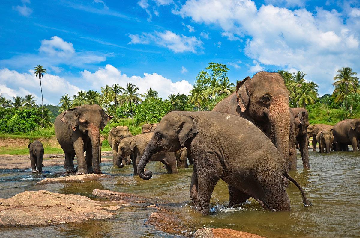 Фото курорта на Шри-Ланке