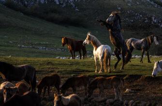 Множество диких лошадей в Боснии привлекает туристов