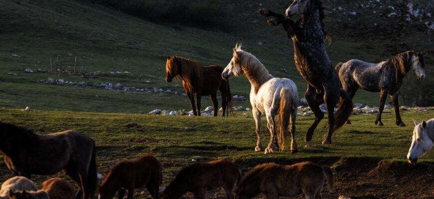 Множество диких лошадей в Боснии привлекает туристов