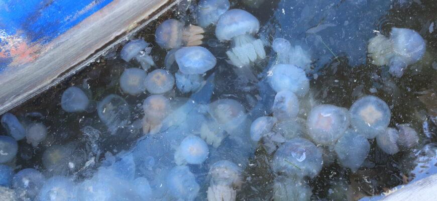 Нашествие медуз в турции