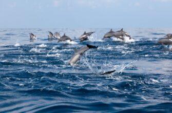 К египетским берегам приблизились стаи дельфинов