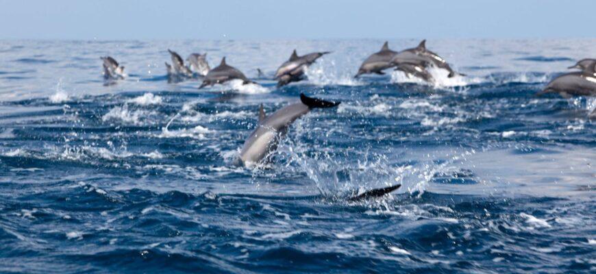 К египетским берегам приблизились стаи дельфинов