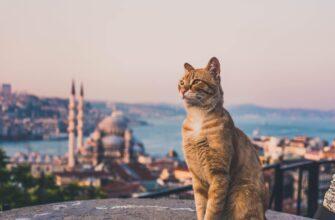 Интуристам рекомендуют не обижать уличных кошек в Турции