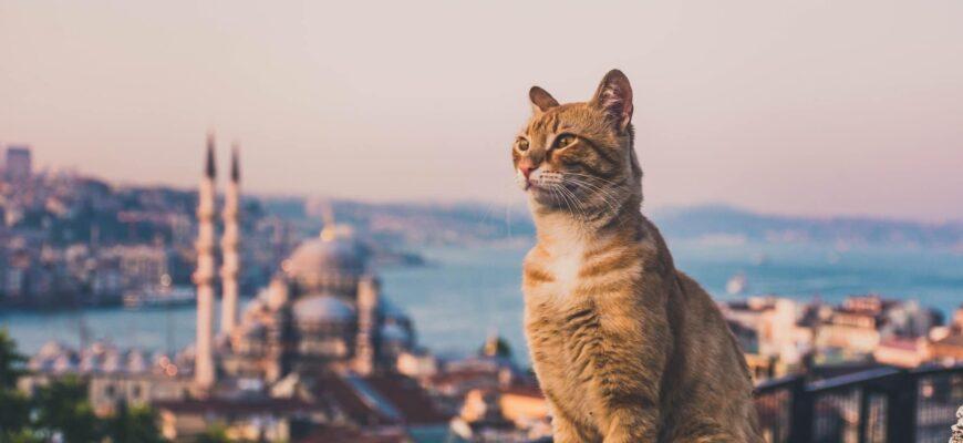 Интуристам рекомендуют не обижать уличных кошек в Турции
